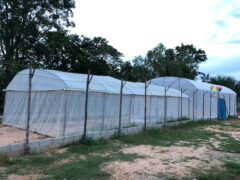 Cannabis greenhouse at Mee Hang Farm, a weed dispensary in Ban Ton, Khon Kaen, Thailand.