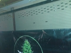 Mr.istyle cannabis dispensary banner, Sam Ruean, Ayutthaya, Thailand. Cannabis flower graphic.