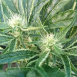 MT Cannabis Center(Farm) เมตตากัญชาเพื่อสุขภาพ