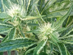 Close-up of cannabis flower at MT Cannabis Center (Farm) เมตตากัญชาเพื่อสุขภาพ, Si Bun Rueang District, Nong Bua Lam Phu, Thailand.