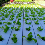 My Little Farm