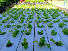 Hydroponic farm rows. Nang Lu, Chai Nat, Thailand.