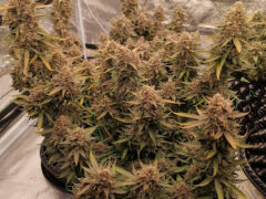Cannabis flower cultivation at Nano Growers weed shop, Hat Yai, Songkhla, Thailand.