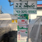 PP Cannabis FARM By พีพี เพื่อนกัญ Loei
