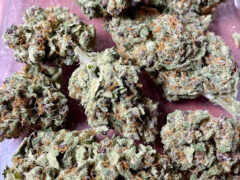 Bruce Banner cannabis flower at Salamanca OG dispensary, Pattani, Thailand.