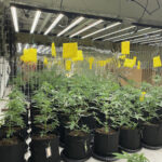 Sap Cannabis farm