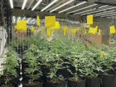 Indoor cannabis grow at Sap Cannabis Farm in Nong Kae, Hua Hin, Thailand. Cannabis plants under grow lights.