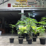 SKP Cannabis - กัญชา