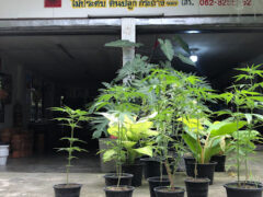Cannabis plants in pots outside SKP Cannabis - กัญชา, San Kamphaeng, Chiang Mai, Thailand.