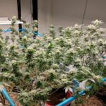 Stock g Grower Cnx