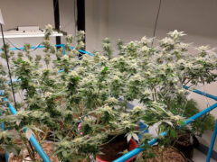 Stock g Grower Cnx, Chiang Mai: cannabis plants in a grow setup, with blue support structure and grow lights.
