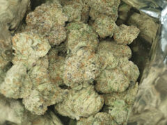 Close-up of cannabis flower buds from The Buds Station by Dr.lek cnx, dispensary in Hang Dong District, Chiang Mai, Thailand.