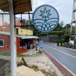 Tommy Cannabis