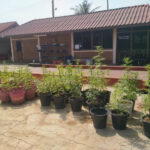 กัญชง กัญชา โทนี่ ฟาร์ม Toni Cannabis Farm