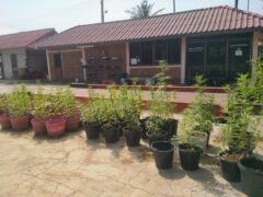 Toni Cannabis Farm, Ta Phraya, Sa Kaeo. Outdoor cannabis plants in pots at this weed dispensary in Thailand.