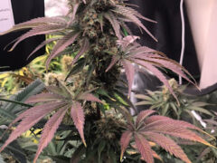 Cannabis flower from Ubonweed Farm in Non Klang, Samrong District, Ubon Ratchathani, Thailand.
