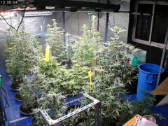 Indoor cannabis grow setup at คลองประปา คะน้า-บิส weed shop, Lak Si, Bangkok, Thailand. Focus on cannabis flower cultivation.