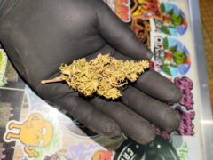 Cannabis flower bud held in gloved hand, likely from แคนนาบีสเฮาส์ in Mukdahan, Thailand.