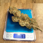 WeedกัญชาลำพูนJungleJoints dispensary Cannabis shop