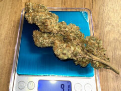 Cannabis flower on scale at WeedกัญชาลำพูนJungleJoints dispensary, Lamphun, Thailand.