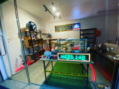 WEEDLAB Thailand dispensary in Don Mueang, Bangkok. Cannabis flowers & accessories on display.