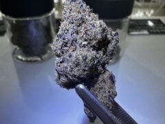 Cannabis flower bud held by tweezers, Ayutthaya, Thailand.