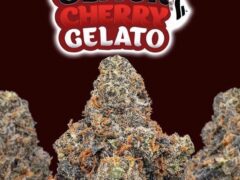 Black Cherry Gelato cannabis flower from Weed Delivered Pattaya, Pattaya, Thailand. Premium weed delivery.