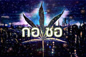 Marijuana leaf illustration with Thai text, set against a dark, starry night sky background.