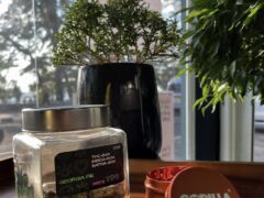 Cannabis Factory, Rawai, Phuket: Jar of Georgia Pie weed, grinder. THC 24%, Indica 60%, Sativa 40%.