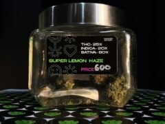 Cannabis Factory Phuket: Jar of Super Lemon Haze cannabis flower. THC 25%. Rawai dispensary, Thailand.