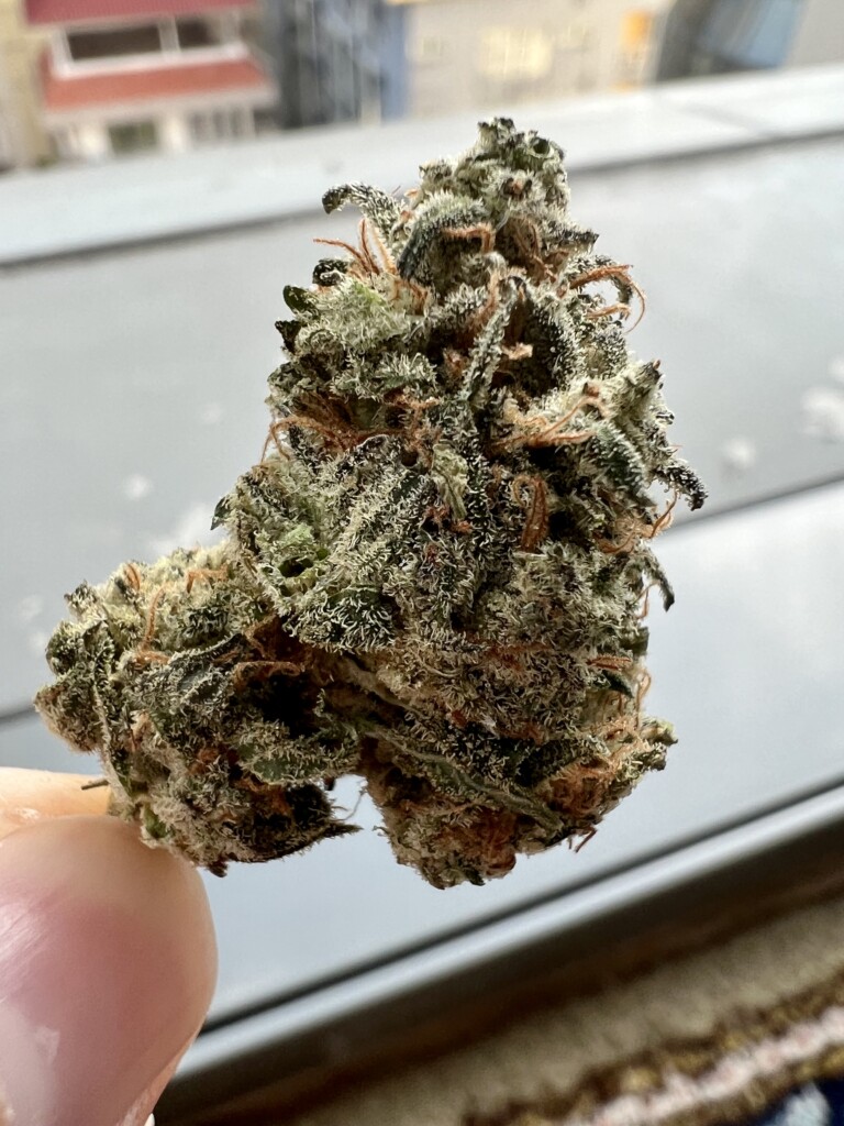 Cannabis bud held between fingers, with visible trichomes and orange hairs.