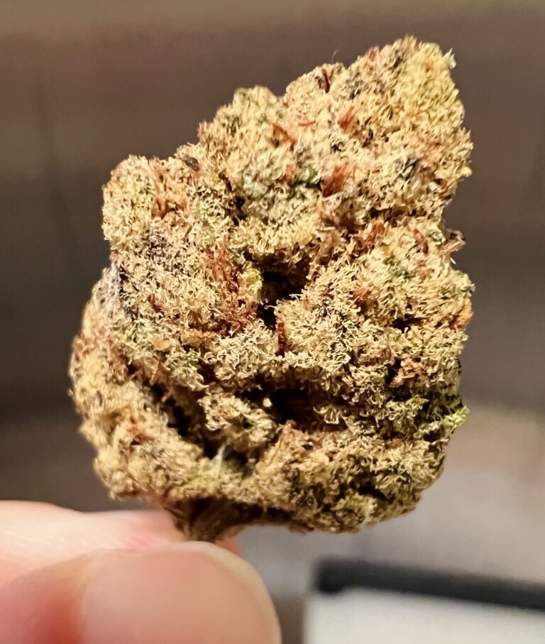 A close-up of a cannabis bud, held in fingers, with a light brown and green appearance.