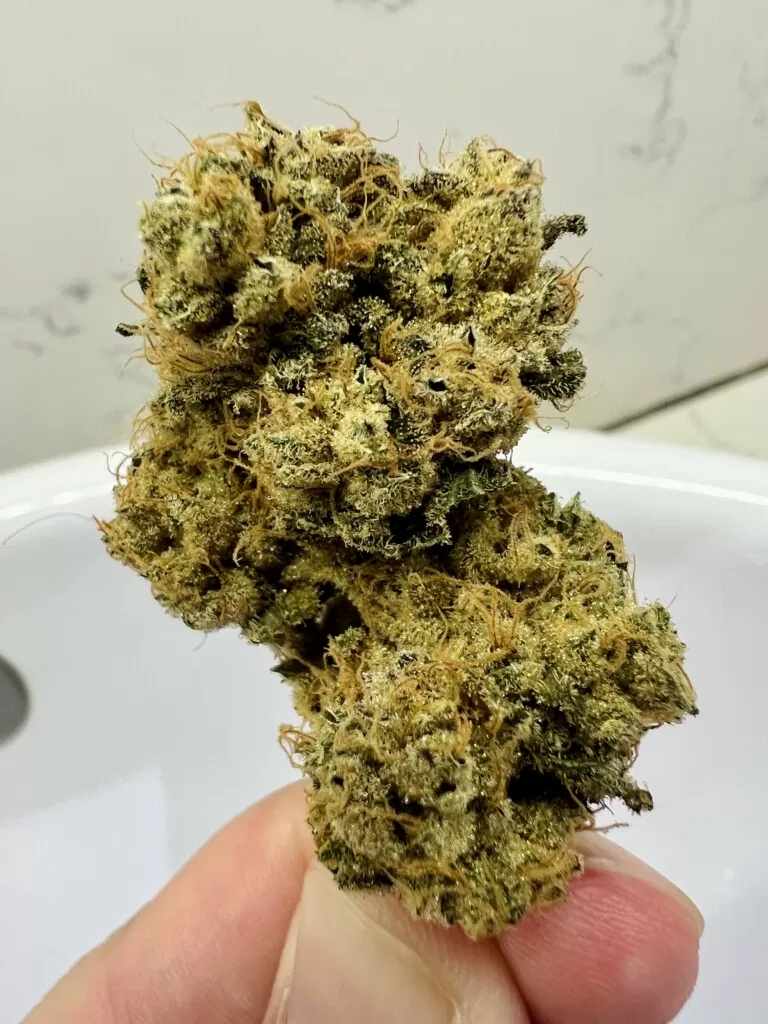 A hand holding a dense, green cannabis bud with orange hairs against a white background.