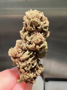 A cannabis bud with green, brown, and reddish hues, held between a person's fingers.