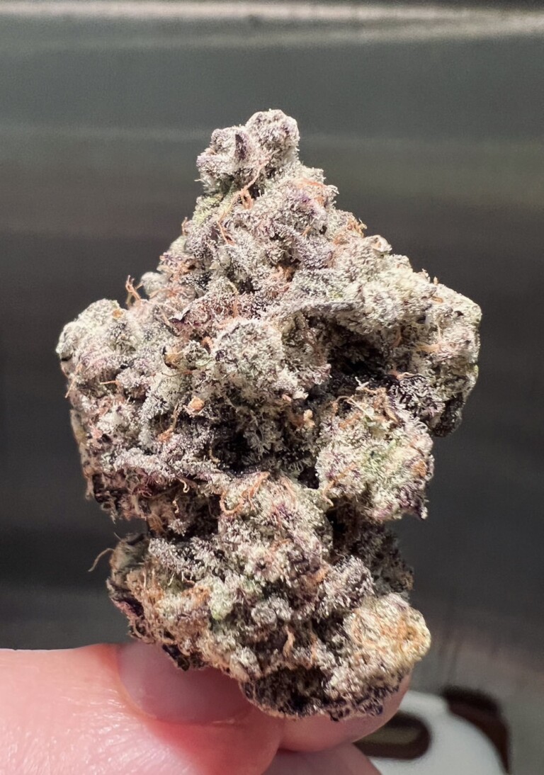 A close-up of a cannabis bud, with a white, purple, and green appearance, held by a person's fingers.