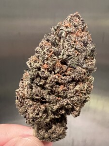 A close-up of a cannabis bud with purple and brown hues.