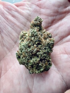 A cannabis bud held in a person's palm, showing green, brown, and white colors.
