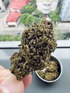 A large, dense bud of cannabis held by a hand, with more buds in a small dish; buildings visible through a window in background.