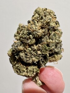 A dense cannabis bud held between a person's thumb and index finger, against a white background.