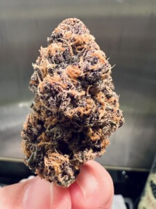 Close-up of cannabis bud held by fingers, showing trichomes and varying shades of green, brown, and purple.