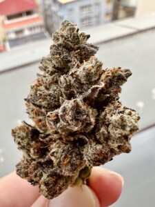 A close-up of cannabis bud with dense trichomes, held by a hand, a building is blurred in the background.