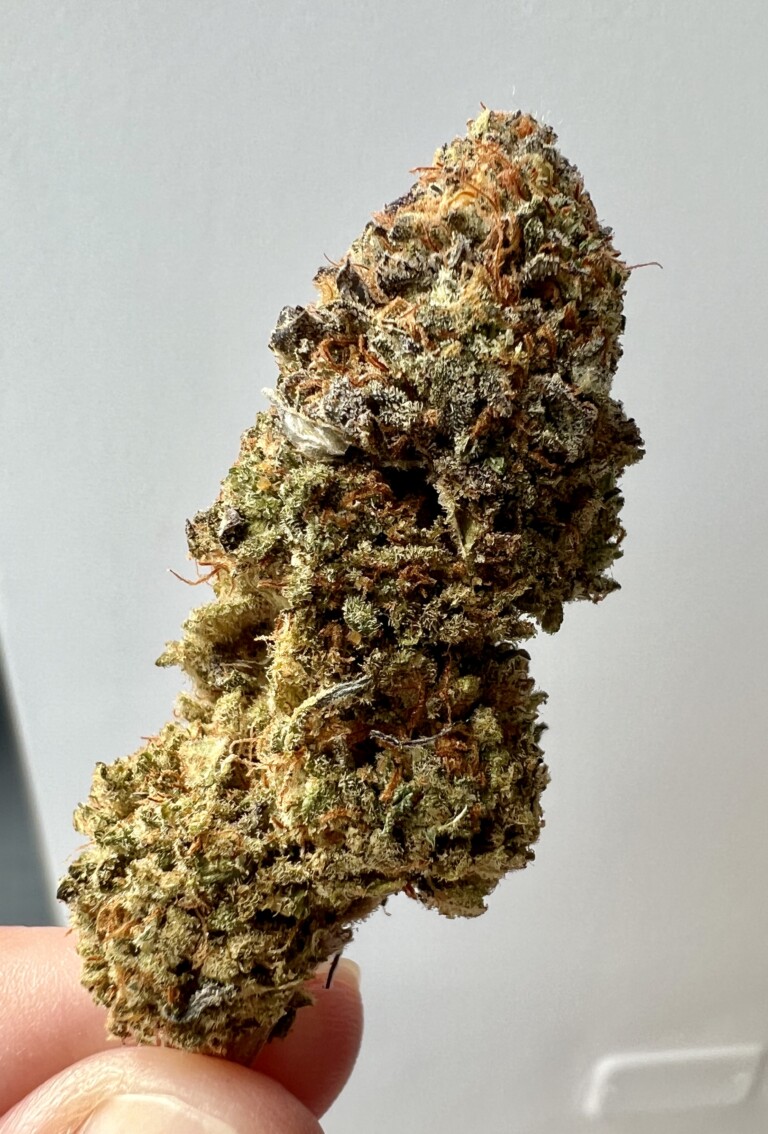 A close-up of a cannabis bud, showing green and brown trichomes with orange hairs, held by a finger against a plain background.