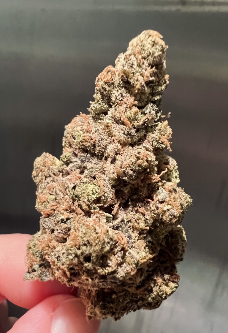 Cannabis bud, with green, brown, and purple hues, held between fingers against a dark background.