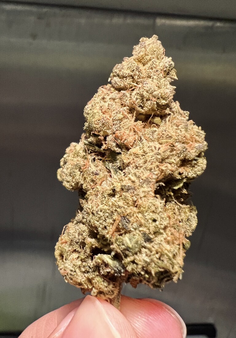 A hand holding a cannabis bud, with dense, light green and brown trichomes.
