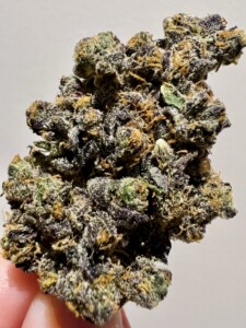 Close-up of a cannabis bud with purple, green, and amber trichomes against a white background.