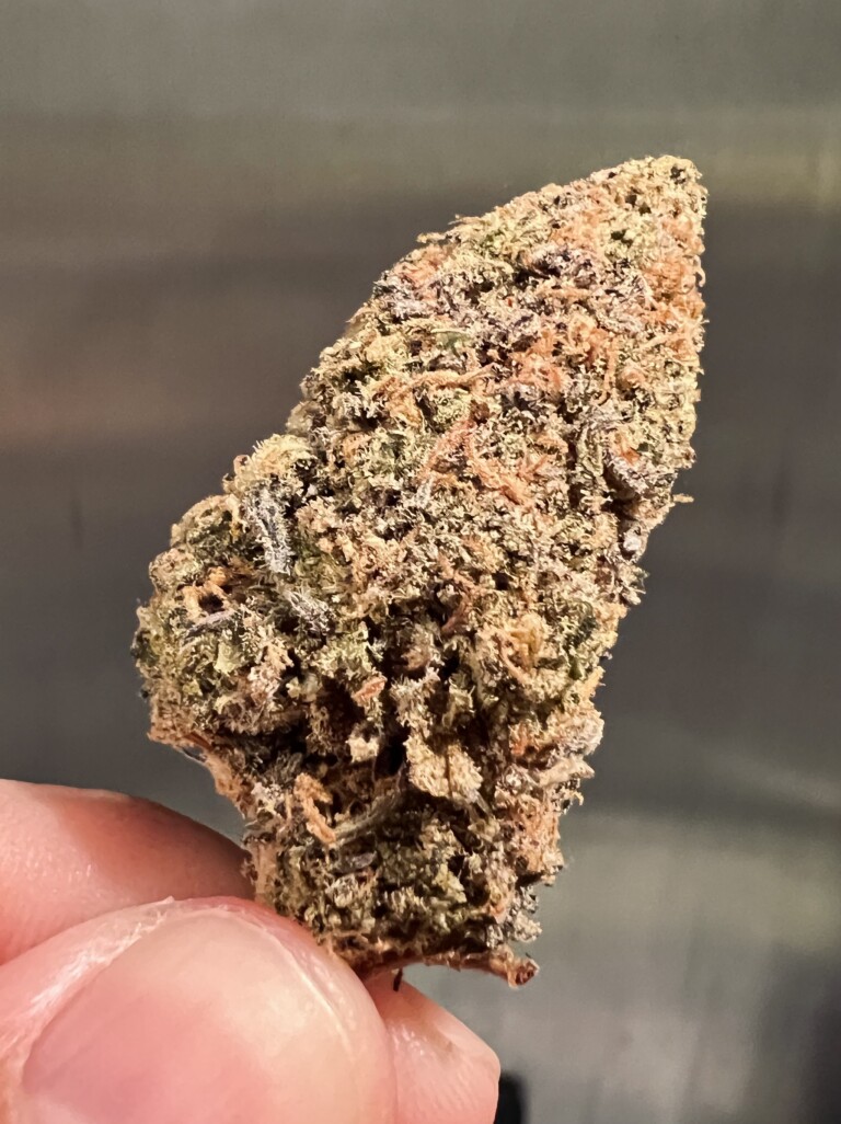 A close-up of a cannabis bud, held between fingers. The bud is dense with a mix of green, brown, and purple hues.