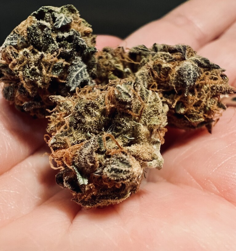 Three cannabis buds held in a person's open hand, with green and brown coloration.