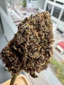 A close-up of a dense, dark green and purple cannabis bud with visible orange hairs against a blurred city background.
