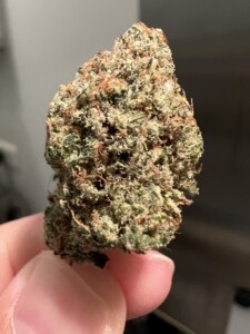 A hand holding a cannabis bud, showing trichomes and orange hairs.