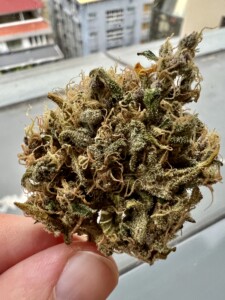 Close-up of a cannabis bud with trichomes and hairs, held in a person's hand, in front of a window with buildings visible.